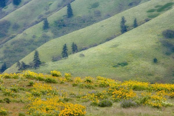 OR, Columbia Gorge Green hills with balsamroot